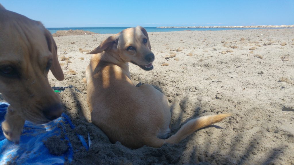 playa canina denia